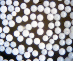 Opaque White Microspheres for Coatings Applications