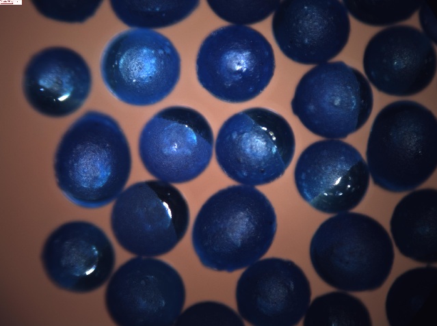 Blue Fluorescent Hemispherical Coating on Solid Glass Microspheres 45-53 micron - 100X magnification