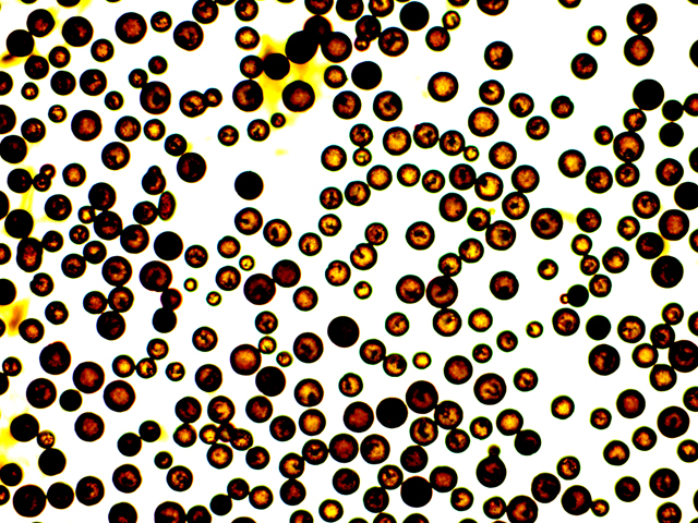 Fluorescent Flesh-Tone Polymer Microspheres Under Magnification