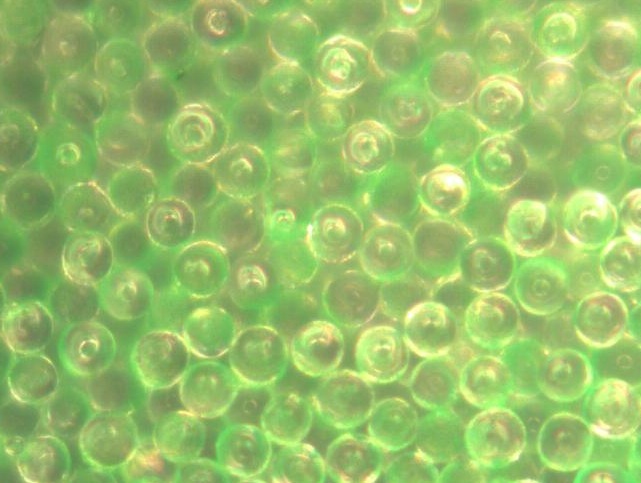 Green Fluorescent  Hemispherical Coating on Solid Glass Microspheres 45-53 micron - 100X magnification