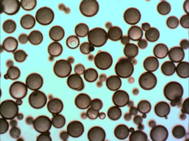 Gold-Coated Solid Glass Microspheres - High Density - Transparent Slightly Conductive Gold Coating on Glass Particles