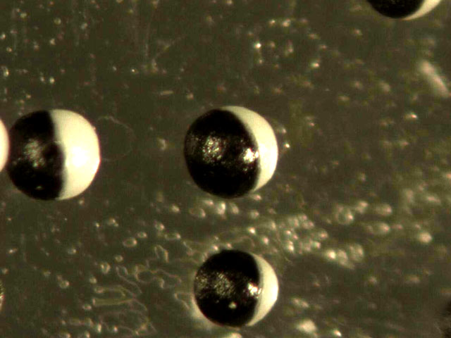 Janus Particles - Black Paramagnetic Microsphere Core with Partial White Coating (Bipolar and Bichromal Particles)