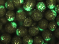 Janus Particles - Black Paramagnetic Microsphere Core with Partial Green Coating (Bipolar and Bichromal Particles)