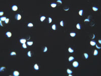 Janus Particles - Black Paramagnetic Microsphere Core with Partial White Coating (Bipolar and Bichromal Particles)