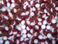 Janus Particles - Red Polymer Microsphere Core with Partial White Coating