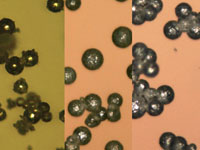 PMPMP-AG product line showing some agglomeration (examples of three particle sizes)