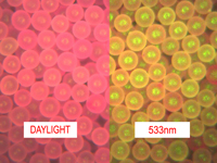 Rhodamine B Polyethylene Microspheres Density 0.98g/cc - Peak Excitation Wavelength: -540nm (Green)<br>Emission Wavelength: Weak Orange response -595nm - Daylight Color: Pinkish Red