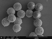 Silver-Coated Silica Microspheres, Beads, Particles - SEM Images
