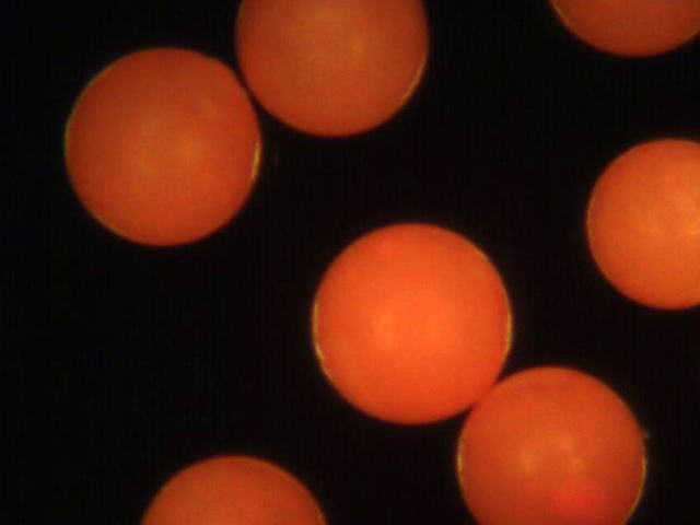 Fluorescent Orange Polyethylene Microspheres Density 1.030g/cc<br>Spherical Polymer Particles Fluorescent in UV Light