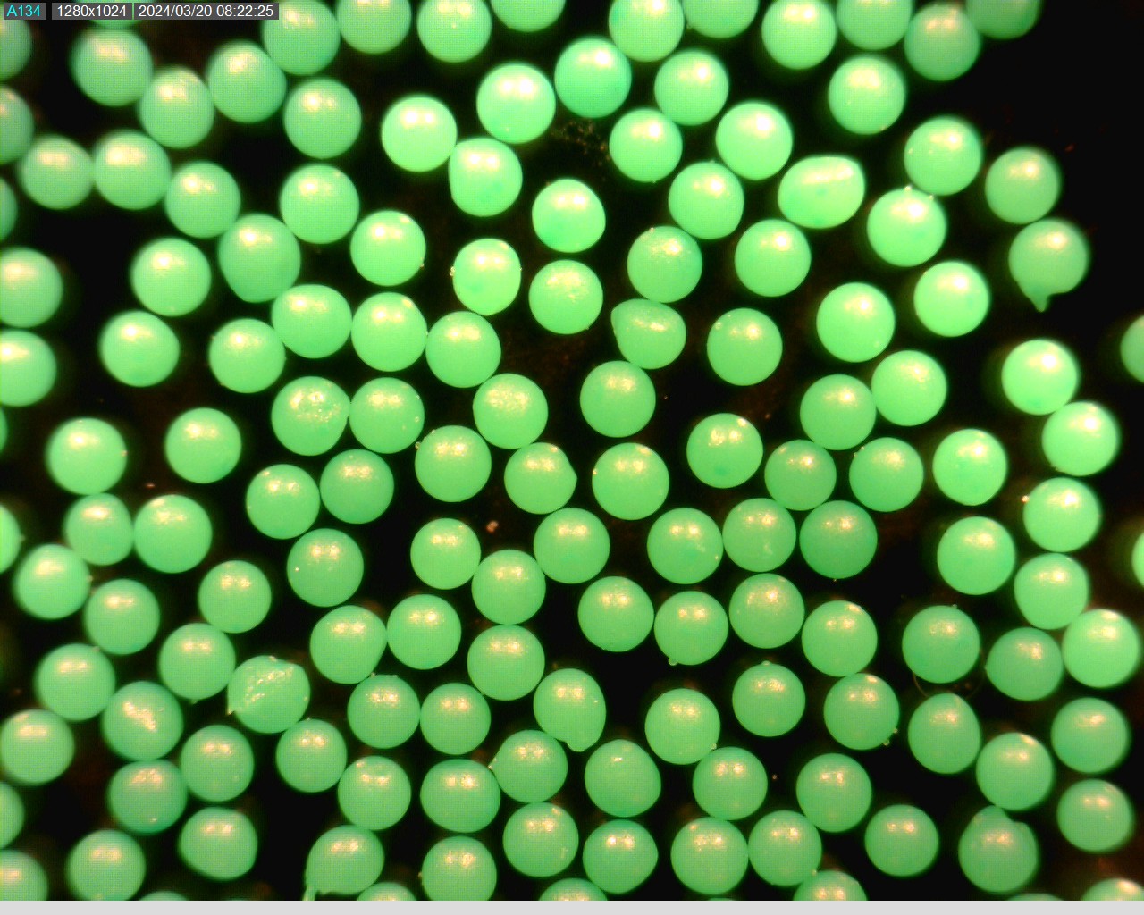 Fluorescent Green Polyethylene Microspheres, Beads, Particles