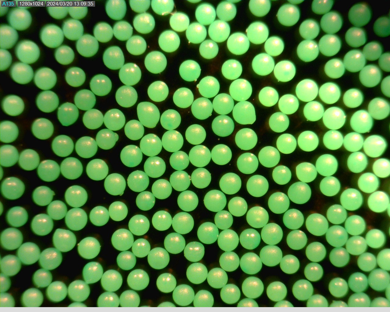 Fluorescent Polymer Spheres (Green) 1.100g/cc density