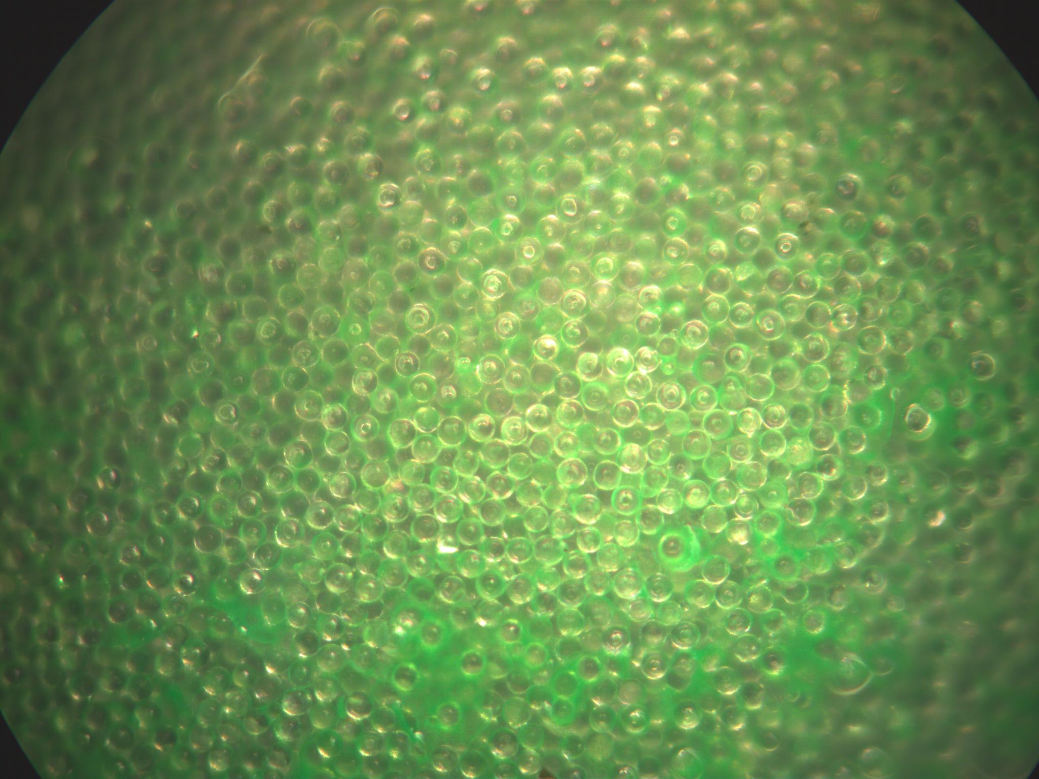 Green Fluorescent  Hemispherical Coating on Solid Glass Microspheres 45-53 micron - 100X magnification