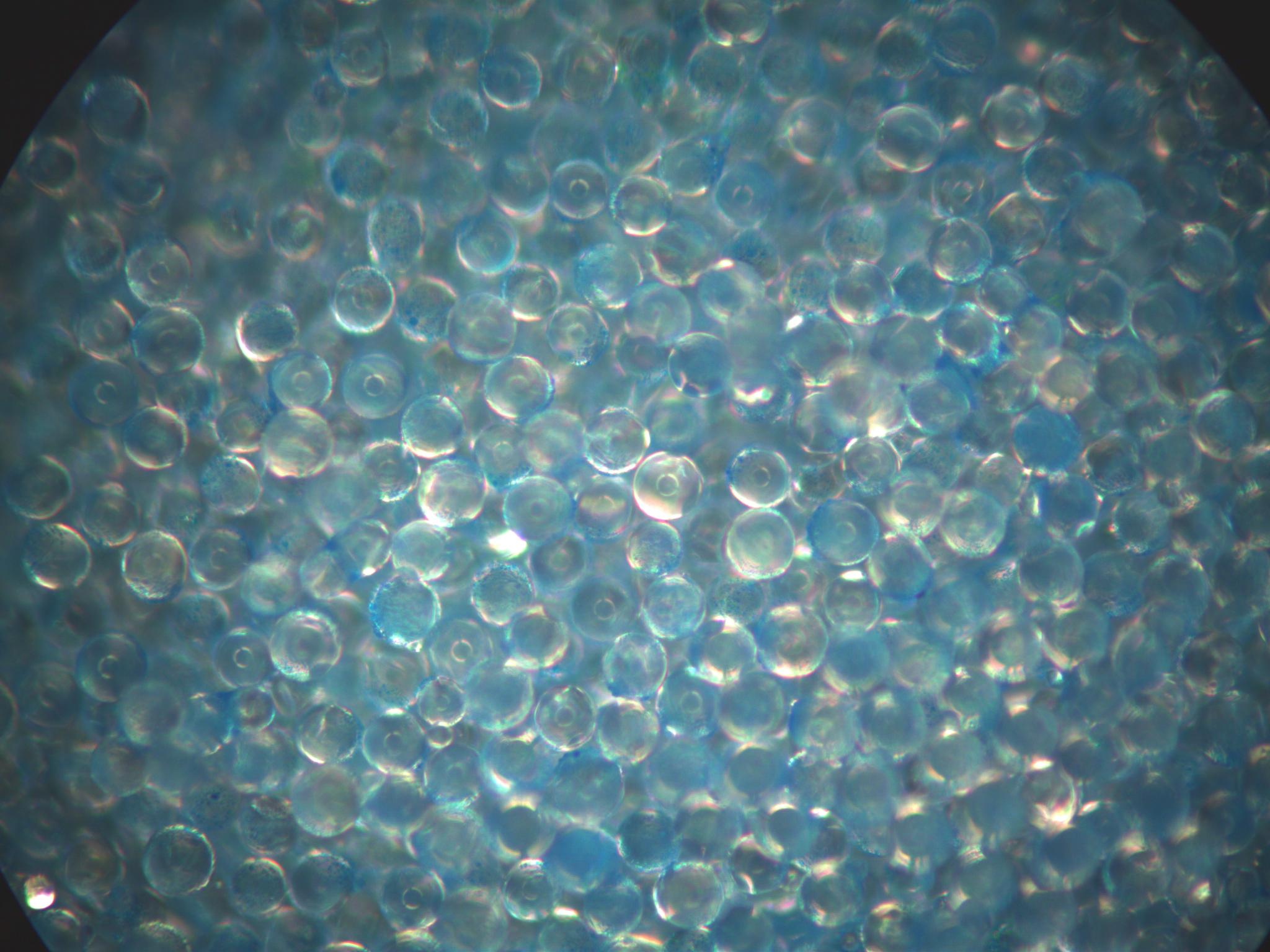 Blue Fluorescent Hemispherical Coating on Solid Glass Microspheres 45-53 micron - 200X magnification