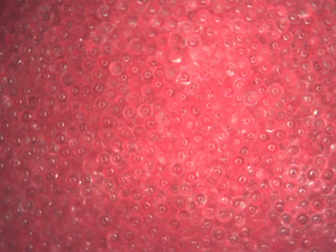 Red Fluorescent Hemispherical Coating on Solid Glass Microspheres 45-53 micron - 100X magnification