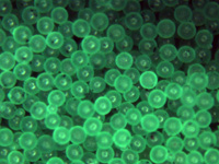 Green Polyethylene Microspheres Density 0.98g/cc<br>Translucent Green Spherical Polymer Microbeads